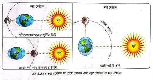 ভরা কোটাল বা তেজ কোটাল এবং মরা কোটাল বা মরা জোয়ার