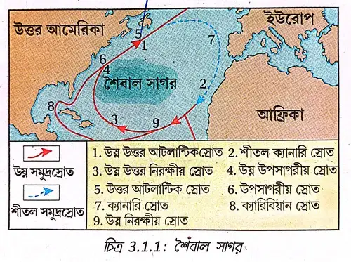 শৈবাল সাগর