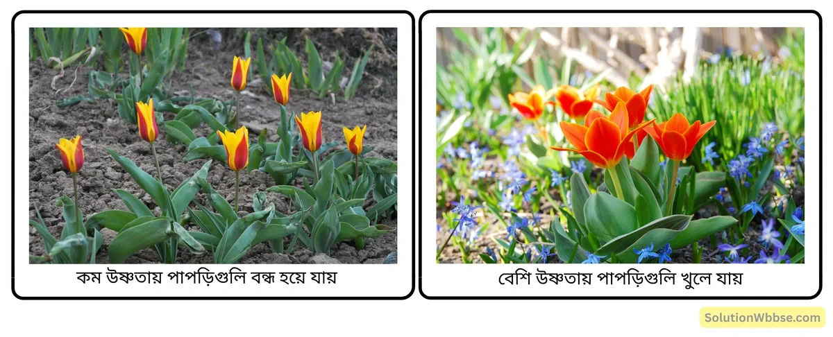 মাধ্যমিক জীবনবিজ্ঞান - জীবজগতে নিয়ন্ত্রণ ও সমন্বয় - উদ্ভিদের সংবেদনশীলতা এবং সাড়াপ্রদান - সংক্ষিপ্ত প্রশ্নোত্তর 6 থার্মোন্যাস্টিক চলন-