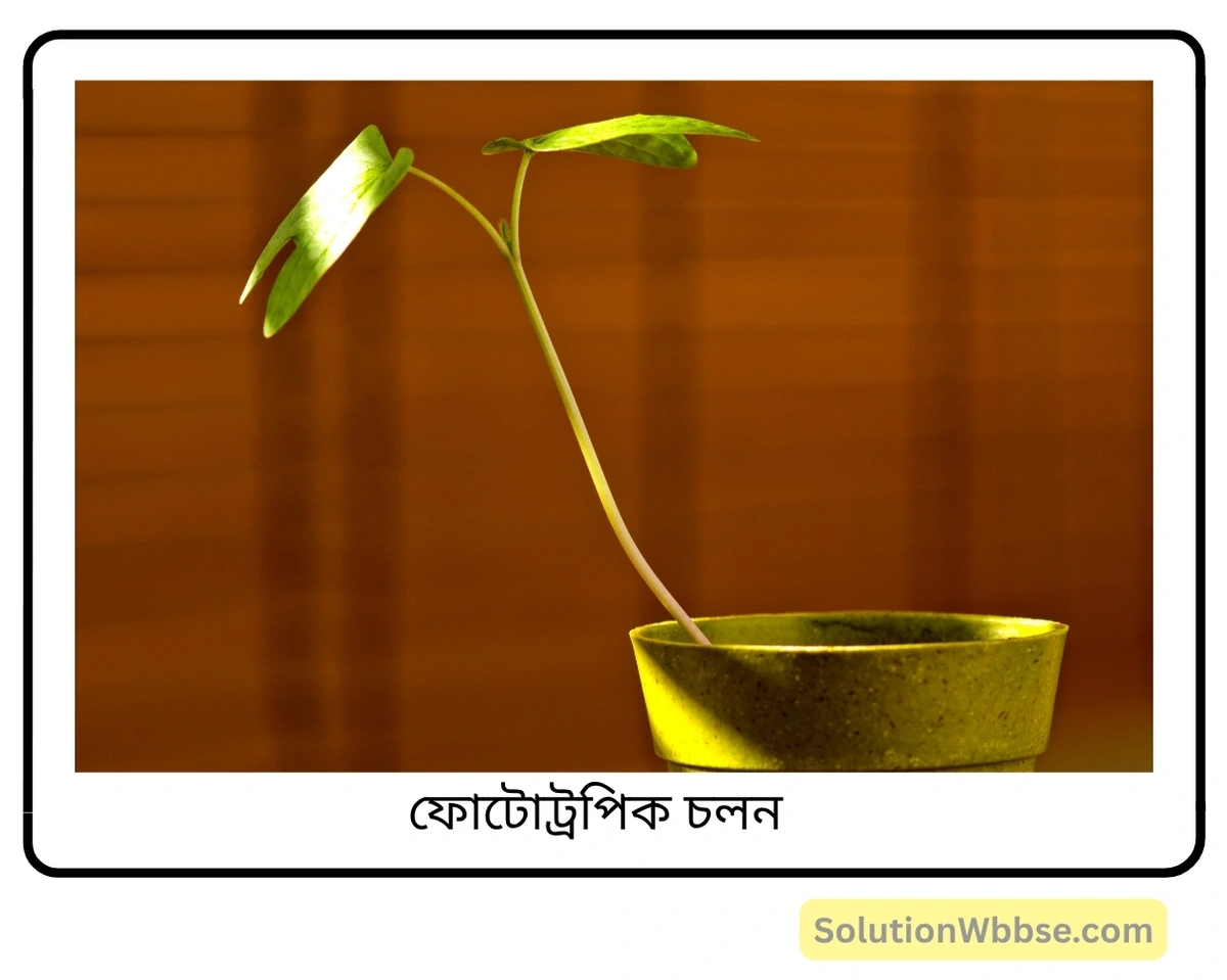 মাধ্যমিক জীবনবিজ্ঞান - জীবজগতে নিয়ন্ত্রণ ও সমন্বয় - উদ্ভিদের সংবেদনশীলতা এবং সাড়াপ্রদান - সংক্ষিপ্ত প্রশ্নোত্তর 4 ফোটোট্রপিক চলন-