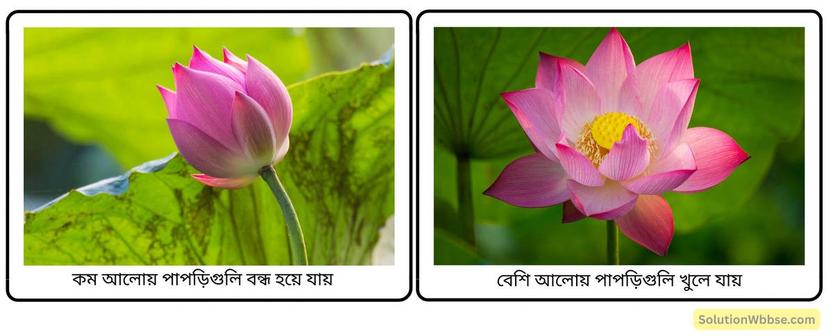 মাধ্যমিক জীবনবিজ্ঞান - জীবজগতে নিয়ন্ত্রণ ও সমন্বয় - উদ্ভিদের সংবেদনশীলতা এবং সাড়াপ্রদান - সংক্ষিপ্ত প্রশ্নোত্তর 5 ফোটোন্যাস্টিক চলন-