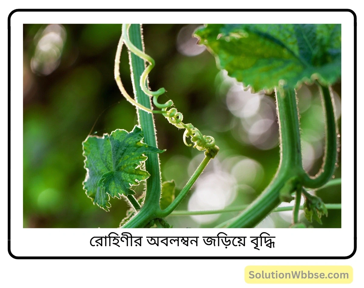 মাধ্যমিক জীবনবিজ্ঞান - জীবজগতে নিয়ন্ত্রণ ও সমন্বয় - উদ্ভিদের সংবেদনশীলতা এবং সাড়াপ্রদান - সংক্ষিপ্ত প্রশ্নোত্তর 2 রোহিণীর অবলম্বন জড়িয়ে বৃদ্ধি
