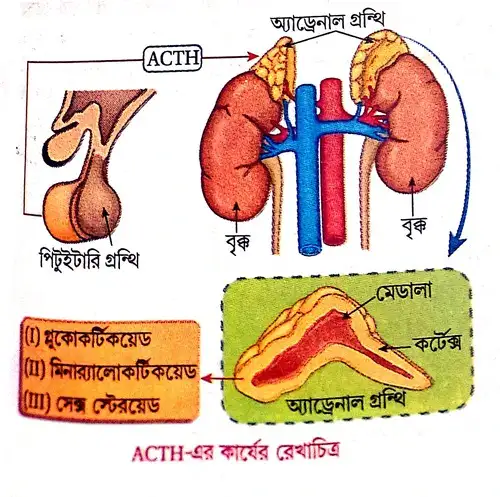 ACTH বা অ্যাড্রেনোকর্টিকোট্রপিক হরমোন