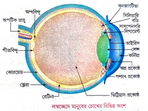 অক্ষিগোলকের সংক্ষিপ্ত বিবরণ দাও ও কাজ লেখো অথবা, মানব চোখের গঠন ও কাজ সংক্ষেপে আলোচনা করো।