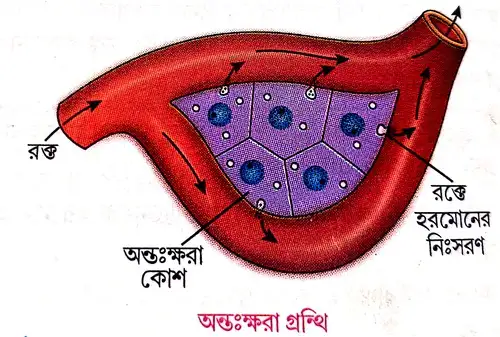 অন্তঃক্ষরা গ্রন্থির বৈশিষ্ট্য নির্দেশ করো।