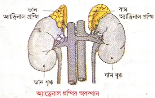 অ্যাড্রেনাল গ্রন্থির অবস্থান লেখো।