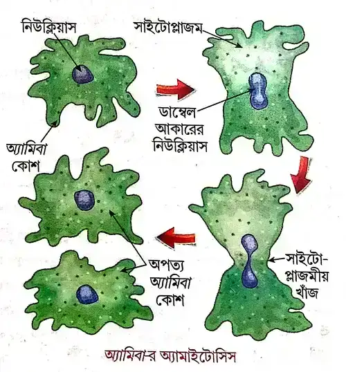 অ্যামাইটোসিসের বৈশিষ্ট্য কী