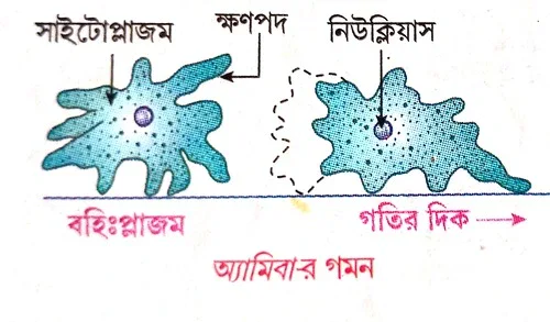 অ্যামিবা-র গমনের সংক্ষিপ্ত বর্ণনা দাও