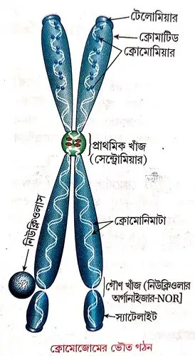 ইউক্যারিওটিক ক্রোমোজোমের অঙ্গসংস্থানিক বা ভৌত গঠন সম্পর্কে আলোচনা করো। অথবা, ইউক্যারিওটিক কোশের ক্রোমোজোমের বহির্গঠন উল্লেখ করো।