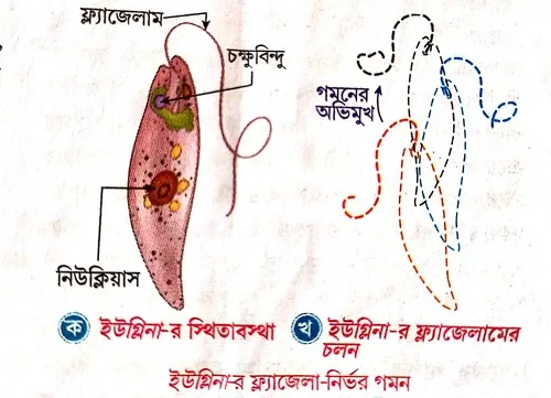 ইউগ্লিনা-র গমন পদ্ধতির সংক্ষিপ্ত বর্ণনা দাও