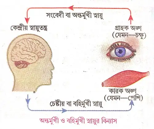 ইফারেন্ট বা বহির্বাহী নার্ভ কী 