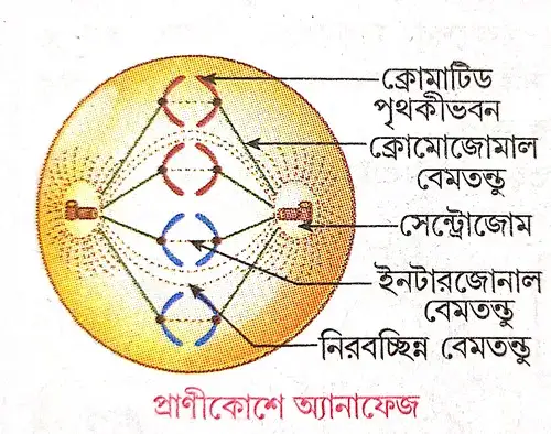 উদ্ভিদকোশে ও প্রাণীকোশে মাইটোসিস পদ্ধতিতে কোশ বিভাজনের অ্যানাফেজ দশার বর্ণনা দাও।