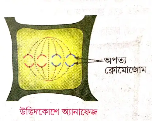 উদ্ভিদকোশে ও প্রাণীকোশে মাইটোসিস পদ্ধতিতে কোশ বিভাজনের অ্যানাফেজ দশার বর্ণনা দাও।