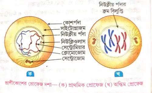 উদ্ভিদকোশে ও প্রাণীকোশে মাইটোসিস পদ্ধতিতে কোশ বিভাজনের প্রোফেজ দশার বর্ণনা দাও।