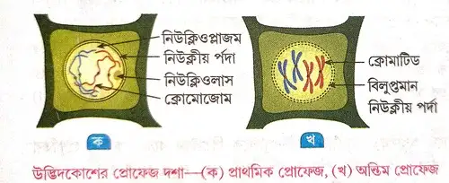 উদ্ভিদকোশে ও প্রাণীকোশে মাইটোসিস পদ্ধতিতে কোশ বিভাজনের প্রোফেজ দশার বর্ণনা দাও।