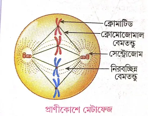 উদ্ভিদকোশে ও প্রাণীকোশে মাইটোসিস পদ্ধতিতে কোশ বিভাজনের মেটাফেজ দশার বর্ণনা দাও।