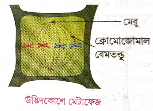 উদ্ভিদকোশে ও প্রাণীকোশে মাইটোসিস পদ্ধতিতে কোশ বিভাজনের মেটাফেজ দশার বর্ণনা দাও।