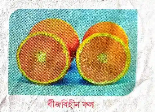 উদ্ভিদদেহে অক্সিনের ভূমিকা লেখো।