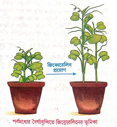 উদ্ভিদদেহে জিব্বেরেলিনের ভূমিকা উল্লেখ করো।