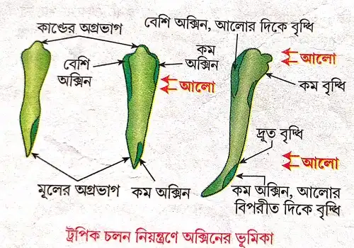  উদ্ভিদের ফোটোট্রপিক চলন এবং জিওট্রপিক চলন নিয়ন্ত্রণে অক্সিনের ভূমিকা চিত্রসহ আলোচনা করো।