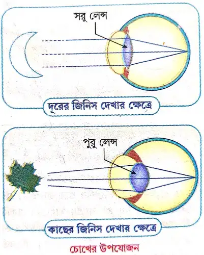 উপযোজন কাকে বলে