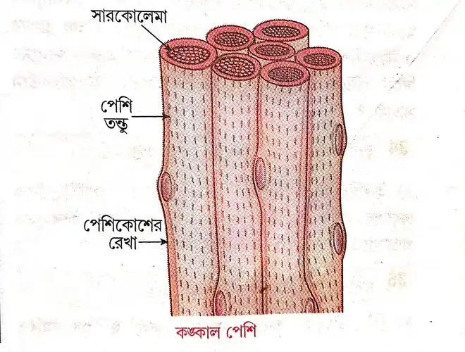 কঙ্কাল পেশির বৈশিষ্ট্যগুলি লেখো ।