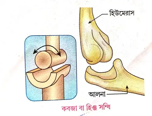 কবজা বা হিঞ্চু বা কপাট অস্থিসন্ধি