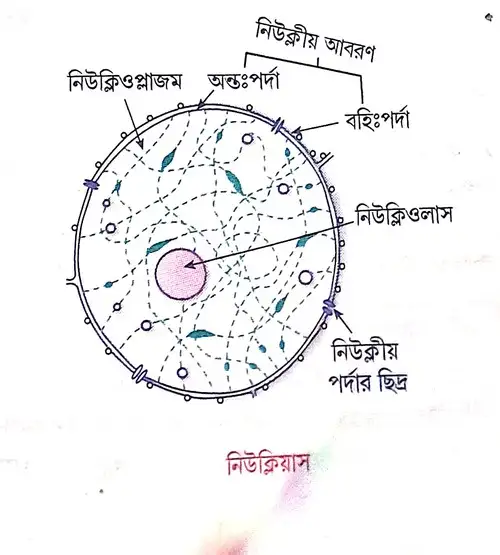 কোশ বিভাজনে নিউক্লিয়াস ও গলগি বডির ভূমিকা কী