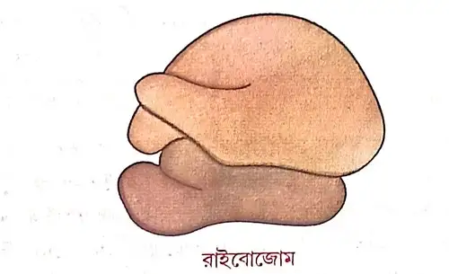 কোশ বিভাজনে রাইবোজোমের ভূমিকা কী