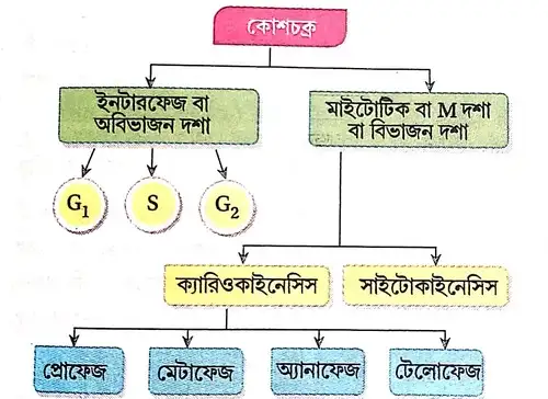 কোশচক্রের বিভিন্ন দশার নাম লেখো ।