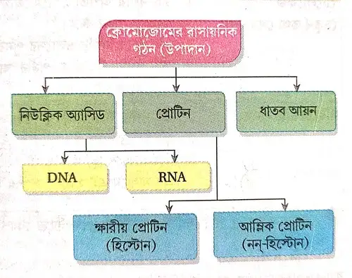 ক্রোমোজোমের রাসায়নিক গঠন সম্পর্কে আলোচনা করো।