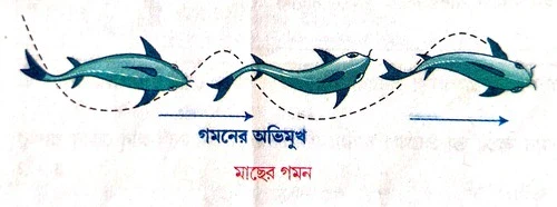 চিত্রসহ মাছের গমন পদ্ধতি বর্ণনা করো