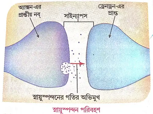  নার্ভ ইমপালস্ বা স্নায়ুম্পন্দন কাকে বলে 