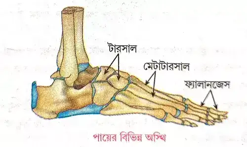 পায়ের বিভিন্ন অস্থিগুলির নাম লেখো।