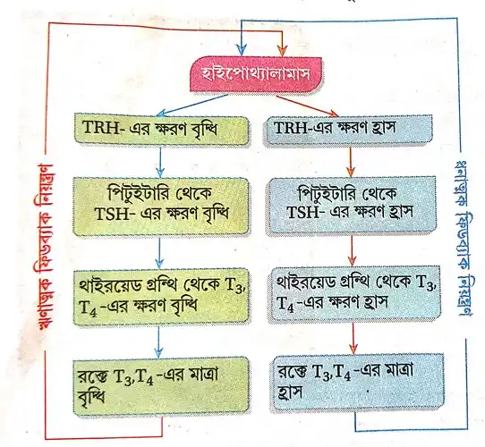 ফিডব্যাক নিয়ন্ত্রণ বলতে কী বোঝ