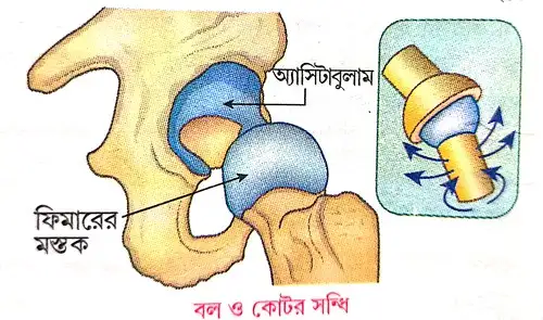 বল ও সকেট অস্থিসন্ধি