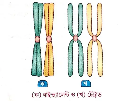 বাইভ্যালেন্ট এবং টেট্রাড কাকে বলে