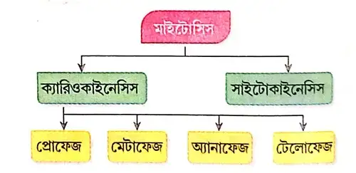 মাইটোসিস কোশ বিভাজনের বিভিন্ন দশাগুলি কী কী