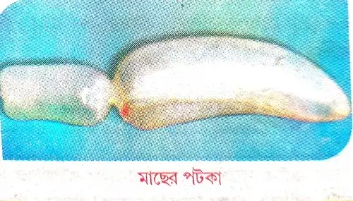 মাছের পটকা কেটে বাদ দিলে কী ঘটবে