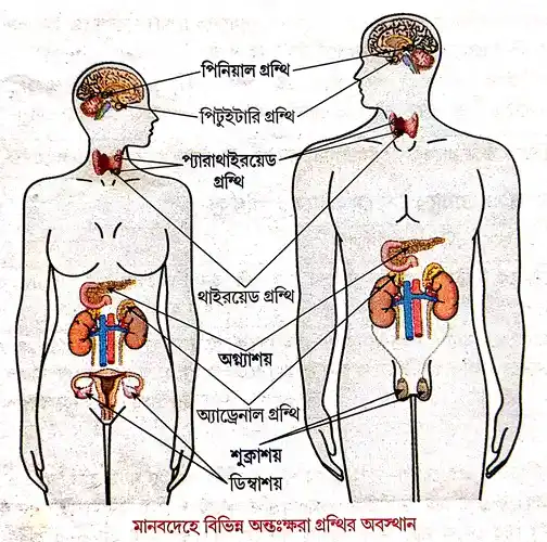 মানবদেহে বিভিন্ন অন্তঃক্ষরা গ্রন্থির অবস্থান চিত্ সহযোগে বর্ণনা করো।