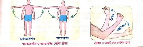 মানুষের কঙ্কাল পেশির ক্ষেত্রে উল্লিখিত পেশি-ক্রিয়াগুলির সংক্ষিপ্ত বর্ণনা দাও