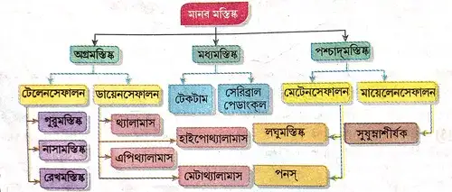 মেরুদণ্ডী প্রাণীর কেন্দ্রীয় স্নায়ুতন্ত্রের বিভিন্ন অংশের সংক্ষিপ্ত বিবরণ দাও।