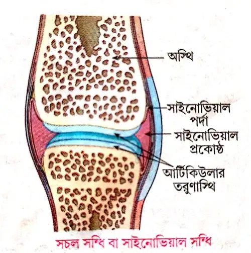 সচল বা সাইনোভিয়াল অস্থিসন্ধি বলতে কী বোঝায়