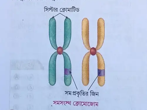 সমসংস্থ বা হোমোলোগাস ক্রোমোজোম কাকে বলে