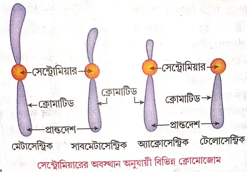 সেস্ট্রোমিয়ারের অবস্থান অনুসারে ক্রোমোজোমের প্রকারভেদ করো ও বিভিন্ন প্রকারের বর্ণনা দাও।