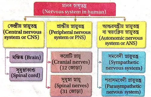  স্নায়ুতন্ত্রের শ্রেণিবিভাগ করো ও তাদের সংক্ষিপ্ত বর্ণনা দাও।