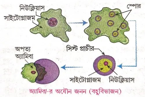 অযৌন জনন