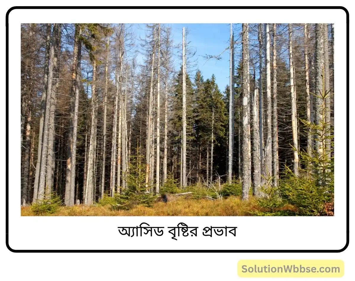 মাধ্যমিক জীবন বিজ্ঞান — পরিবেশ তার সম্পদ এবং তাদের সংরক্ষণ — পরিবেশদূষন — রচনাধর্মী প্রশ্নোত্তর 3 অ্যাসিড বৃষ্টির প্রভাব-