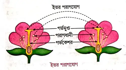 ইতর পরাগযোগ