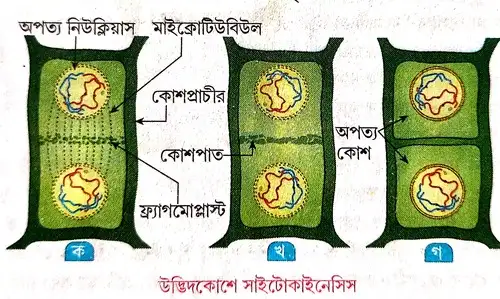 উদ্ভিদকোশের সাইটোকাইনেসিস